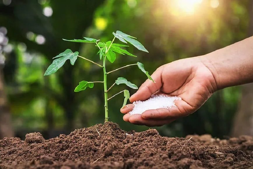 Phân Kali clorua được ứng dụng phổ biến trong nông nghiệp