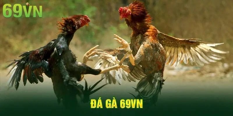 Ga 69 Trải Nghiệm Đá Gà 69vn Tự Nhiên Và Thực Tế Nhất