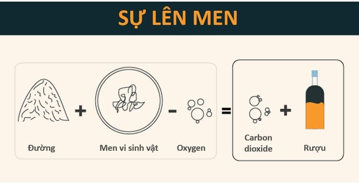 Sơ đồ lên men tự nhiên của rượu