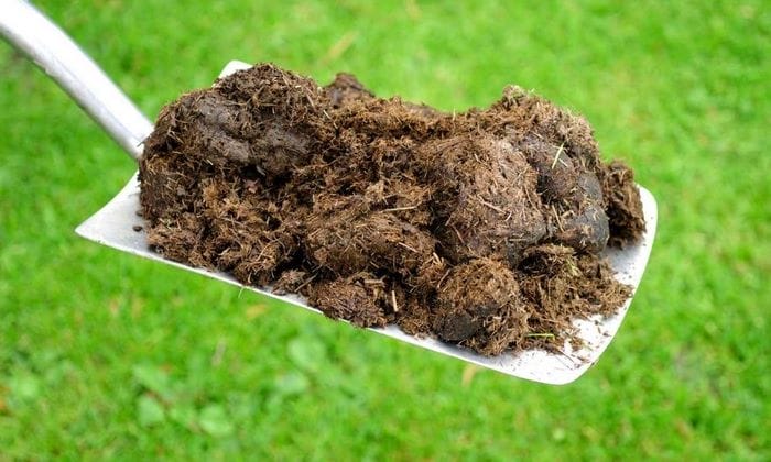 Đặc điểm, lợi ích, cách ủ phân bò đúng cách, sử dụng hiệu quả