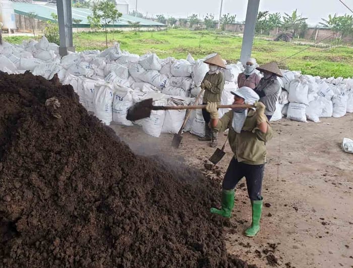 Sử dụng phân bò cho cây trồng đem lại nhiều lợi ích với cả đất, cây và môi trường