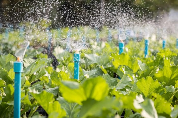 Phân bón hòa tan - Dinh dưỡng cho nông nghiệp hiện đại