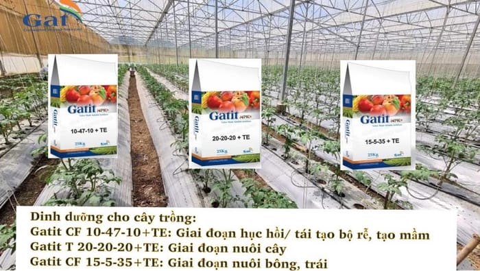 Phân bón hòa tan GAT của Israel rất được ưa chuộng tại Việt Nam