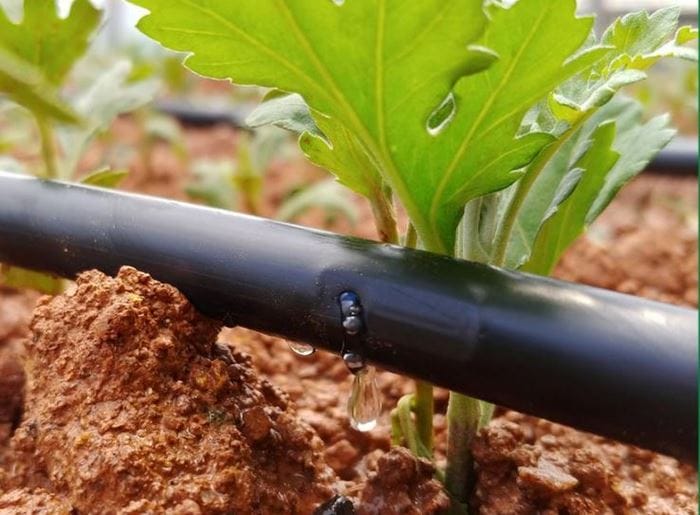 Phân bón hòa tan nên kết hợp với hệ thống tưới nhỏ giọt để đạt hiệu quả tối ưu