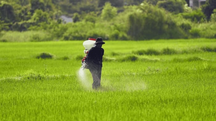 Phân bón lá không nên phun vào trời trưa nắng, nhiệt độ cao