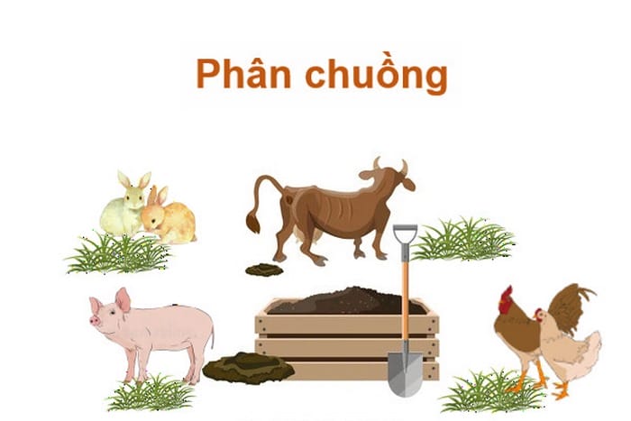 Phân chuồng là loại phân bón hữu cơ được tạo ra từ chất thải của gia súc, gia cầm sau xử lý
