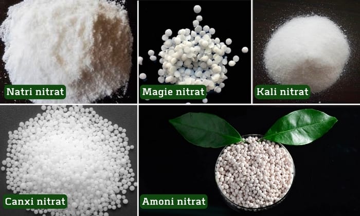 Các loại phân đạm Nitrat phổ biến