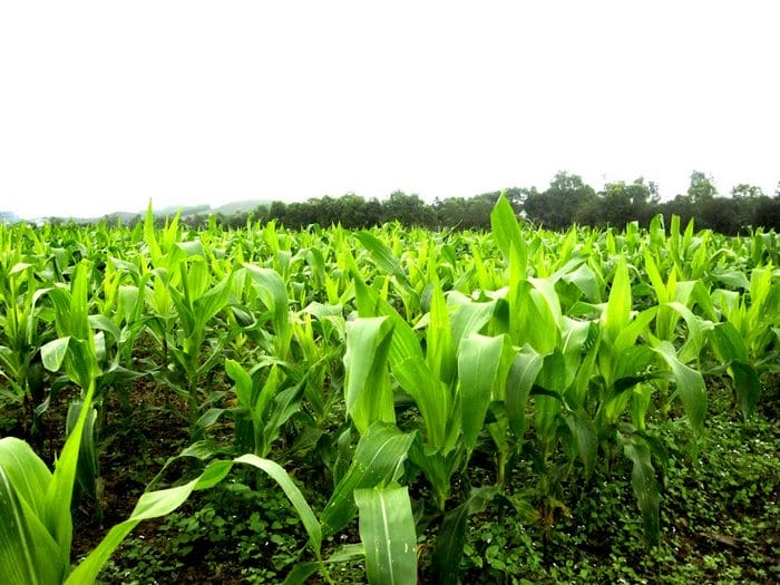 Cây thiếu phân đạm lá thường chuyển vàng, lá non nhỏ,...
