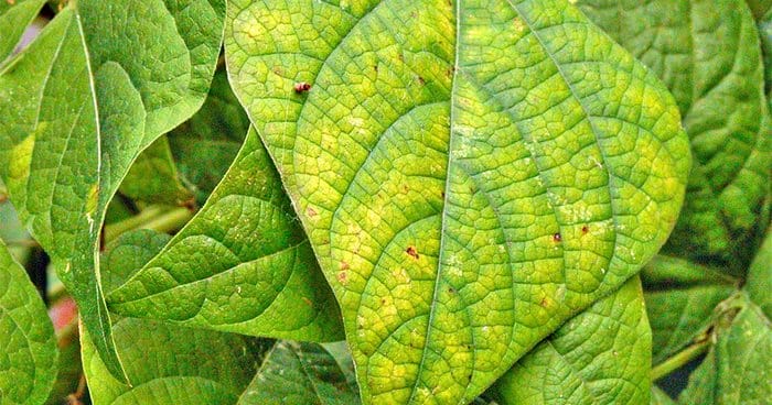 Khi cây thừa đạm thì lá xanh đậm, to nhưng mềm và mỏng, dễ mắc bệnh hơn