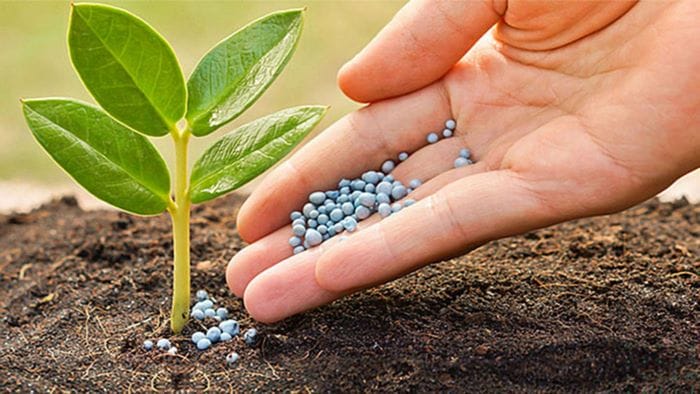 Cần sử dụng đạm cho cây đúng cách để tối ưu hóa hiệu quả chăm sóc cây trồng