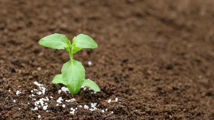 Phân DAP là gì, công thức hóa học và lợi ích khi sử dụng