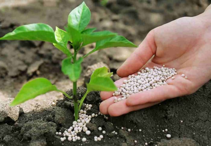Phân DAP giàu dinh dưỡng, chậm tan, phù hợp với nhiều loại cây và đất trồng