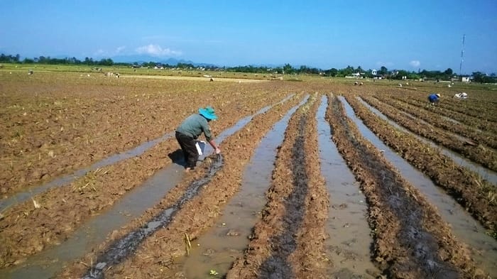 Sử dụng phân hữu cơ để giúp bảo vệ môi trường, giảm ô nhiễm đất và nước