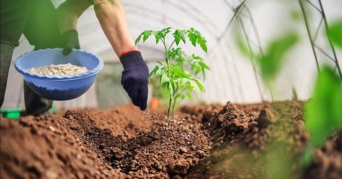 Phân hữu cơ sẽ phát huy tối đa lợi ích khi áp dụng phù hợp, đúng nguyên tắc