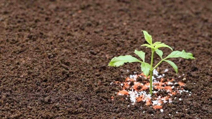 Phân bón kali giúp cây giữ nước, hạn chế héo lá mùa khô hạn