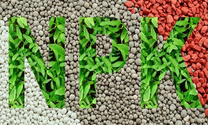 Phân NPK - Công thức, phân loại và cách sử dụng đúng