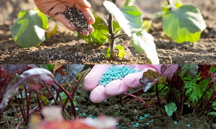 Phân NPK cần sử dụng phù hợp để gia tăng hiệu quả cho cây trồng