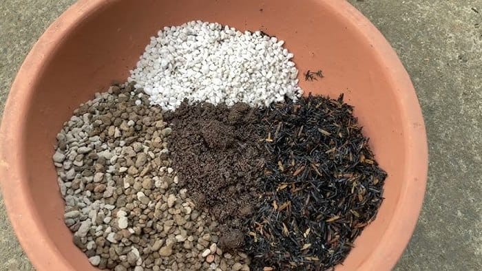 Trộn phân trùn quế với trấu hun, xỉ than để giúp đất thoát nước tốt