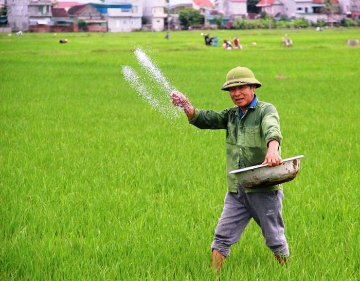Phân đạm ure có thể bón trực tiếp cho cây trồng