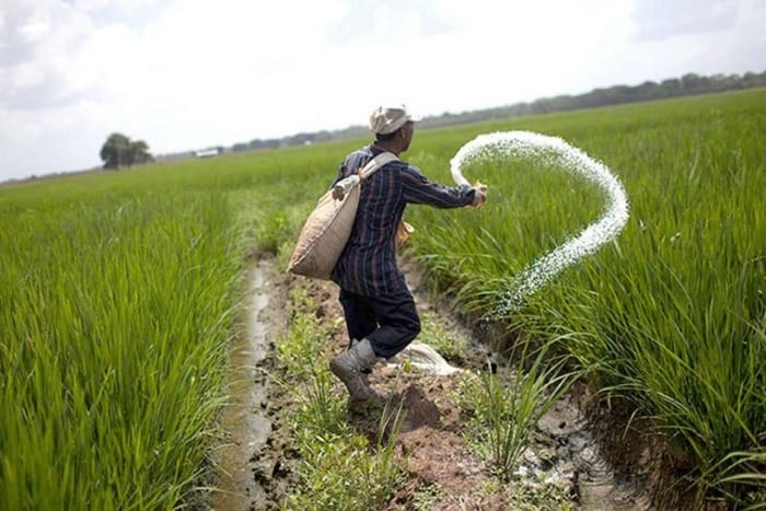 Cần chú ý rải phân Ure đều để mọi cây trồng đều nhận đủ dinh dưỡng