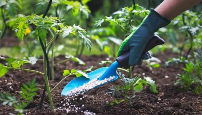 Cần chọn thời điểm, liều lượng bón phân vi lượng phù hợp để cây hấp thu tối đa
