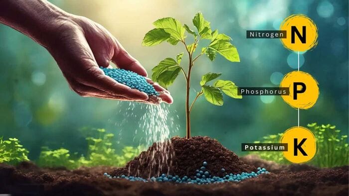 Hình 2: Thành phần Lân ( P ) chiếm 10% nhưng có vai trò quan trọng trong quá trình trao đổi năng lượng