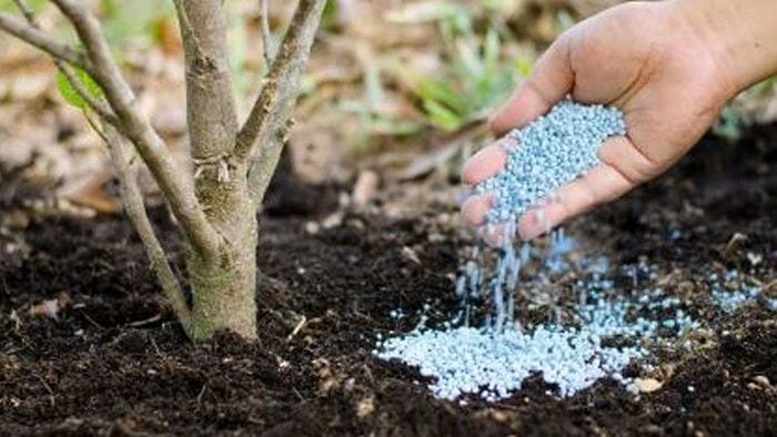 Hình 3: Nên sử dụng phân 30 - 10 - 10 khi nào thì tốt nhất?