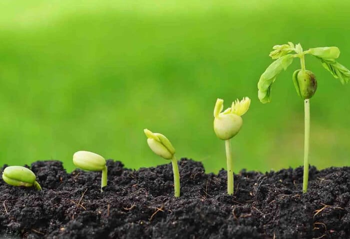 Hình 2: Nguồn gốc của chất hữu cơ từ các cây trồng và thực vật