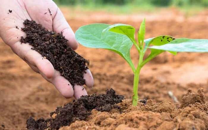 Hình 5: Ở giai đoạn phân giải các chất hữu cơ trong đất sẽ bị phá vỡ hợp thành các chất nhỏ hơn