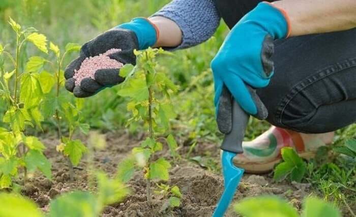 Hình 6: Chất hữu cơ tác động như thế nào đến với đất đai