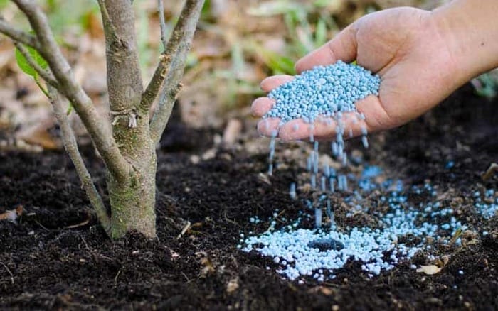 Hình 4: Lựa chọn phân bón cây cảnh cho từng cây cảnh