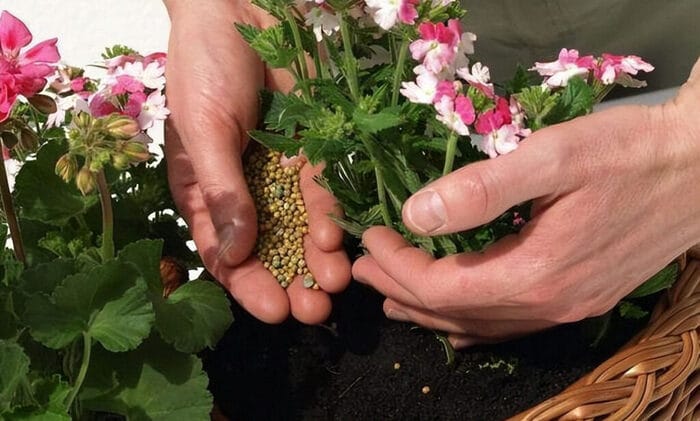 Hình 5: Cây kiểng hoa nên sử dụng loại phân bón NPK hay phân trùn quế