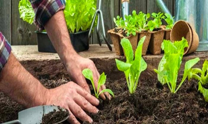 Hình 1: Tổng quan chung về phân bón Humic