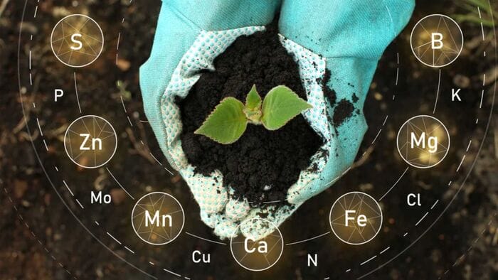 Hình 2: Phân bón Humic có công dụng tuyệt vời như thế nào?