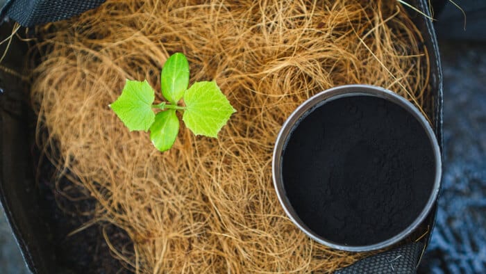 Hình 3: Phân bón Humic tăng khả năng nảy mầm cho hạt giống