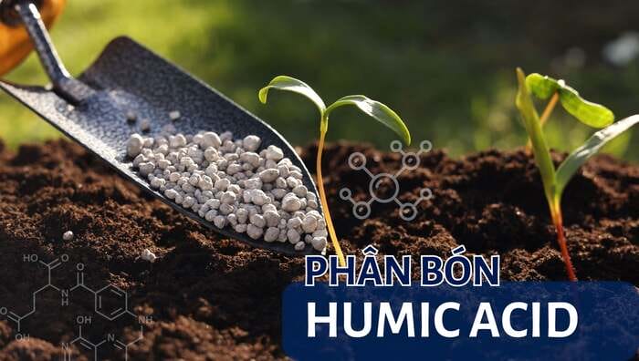 Hình 4: Loại phân bón này giúp tăng sức đề kháng cho cây