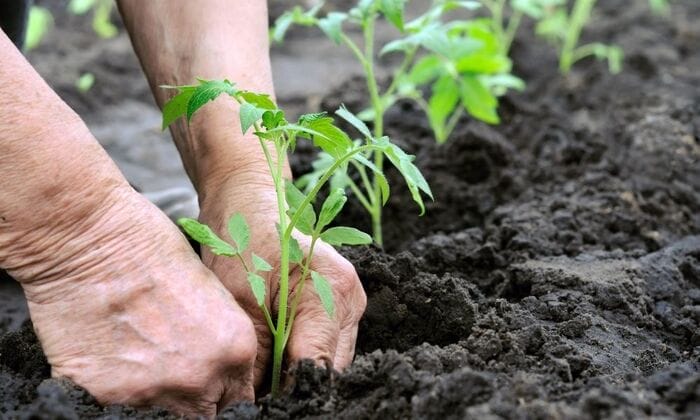 Phân bón hữu cơ sinh học - giải pháp bền vững cho nông nghiệp