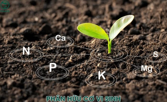 Phân bón hữu cơ vi sinh - mang đến lợi ích cho nông nghiệp