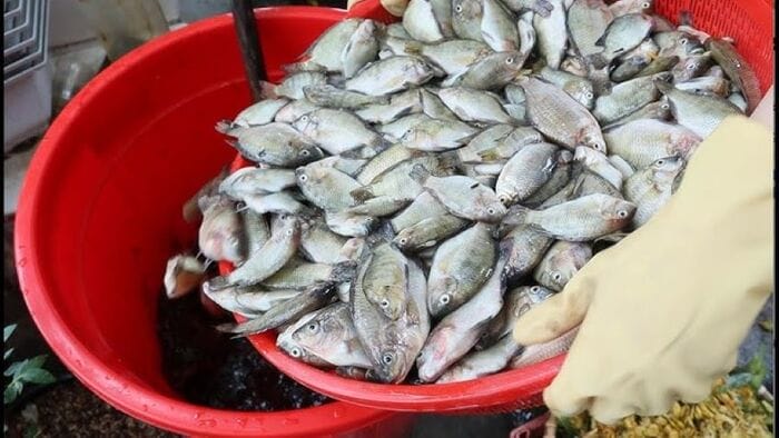 Hình 1: Tìm hiểu chung về phân đạm cá là gì và thành phần dinh dưỡng