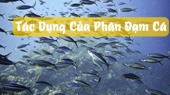 Hình 3: Những tác dụng tuyệt vời của phân đạm cá mang lại