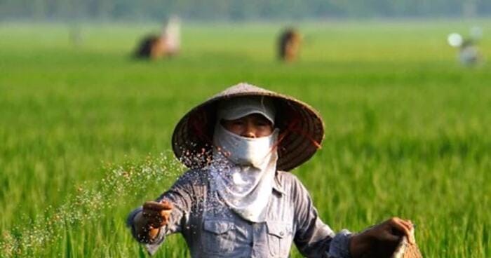 Hình 4: Phân Đầu Trâu tăng năng suất của cây trồng hiệu quả
