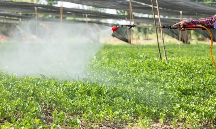Hình 5: Hướng dẫn sử dụng phân Đầu Trâu hiệu quả và tối ưu