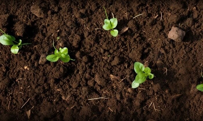 Hình 3: Phân bón Humic có vai trò như thế nào trong nông nghiệp