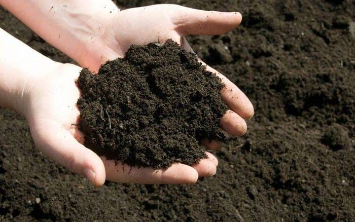 Phân hữu cơ Organic - sự lựa chọn hàng đầu bà con nông dân