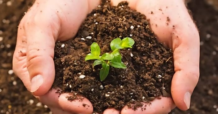 Hình 2: Những thành phần chính có trong phân hữu cơ Organic