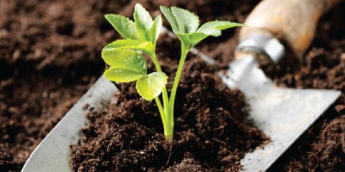 Hình 4: Sử dụng phân hữu cơ Organic mang đến lợi ích gì cho cây trồng và đất