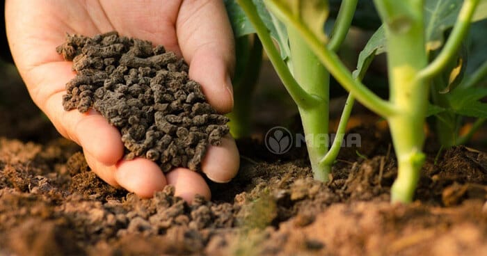 Hình 5: Phân hữu cơ Organic giúp Cải thiện cấu trúc đất một cách đáng kể