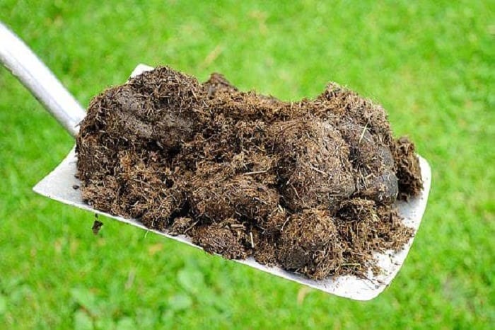Hình 1: Tìm hiểu phân hữu cơ truyền thống là gì?