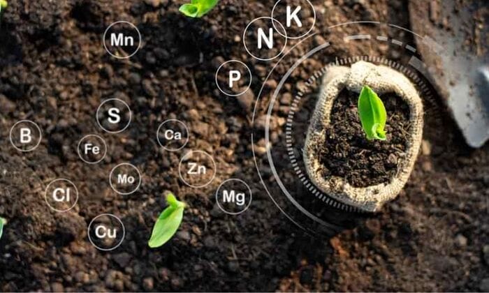 Hình 1: Phân hữu cơ vi sinh là loại phân như thế nào? Thành phần chính trong phân