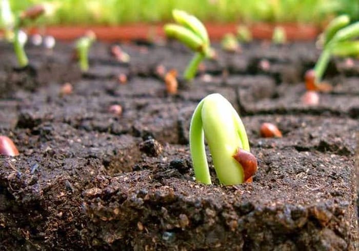 Hình 3: Phân hữu cơ vi sinh được phân giải phốt pho